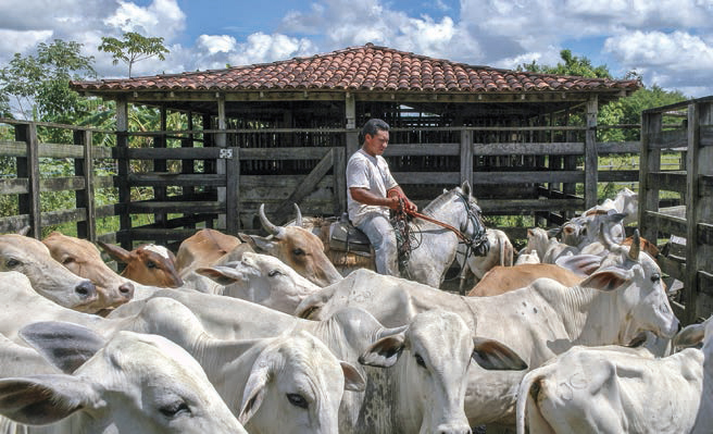 The beef business is very big in Brazil